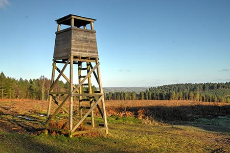 Fire Tower at Haywood Warren, Cannock Chase 
