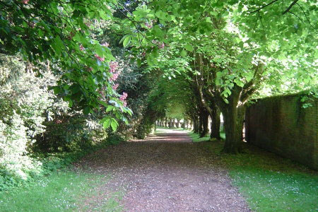 Another tree-lined avenue at Sydmonton Estate