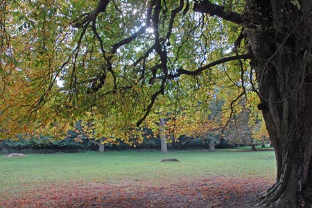 Holkham Park in Autumn