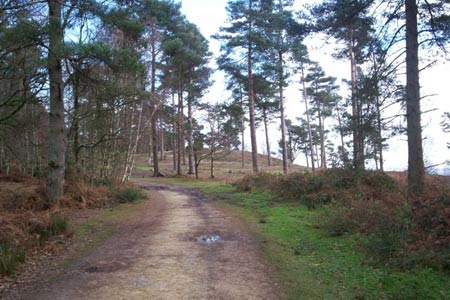 The summit of Leith Hill
