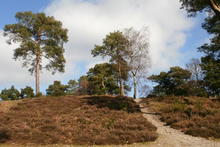Path up Leith Hill, the highest hill in Surrey