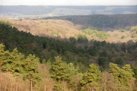 View north from Leith Hill Tower towards the North Downs