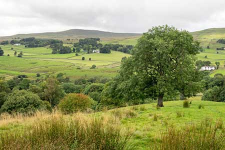 Slope with prominent tree above valley of South Tyne