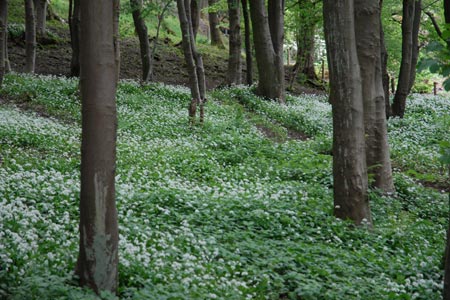 Wild Garlic flowering in Wood Hill Wood, Tillicoultry