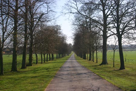 Tree-lined avenue at Nocton