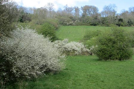 Spring blossoms at Happy Valley, Coulsdon