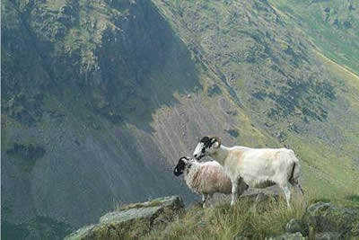 A ewe and her lamb above Longsleddale