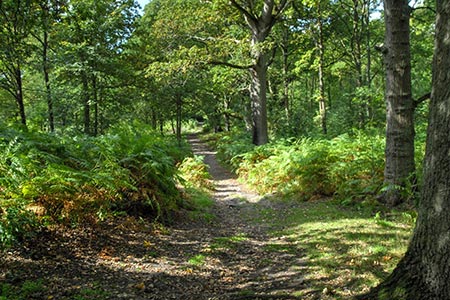 Path through woods below Kinver Edge