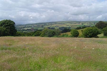 Looking North to the Hergest Ridge with wild meadow flowers