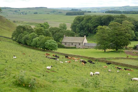 Walltown Farm nestles in the lee of Hadrian's Wall