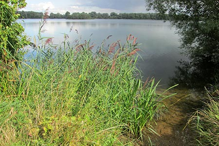 Ferry Lagoon, Fen Drayton Nature Reserve