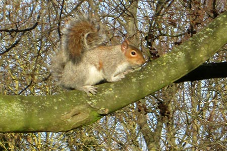 Islip Manor Park - squirrel in the sunshine
