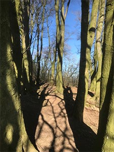 Dovedale Wood - The path through the wood in winter sun