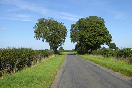 Trees by the road to Little Preston, Northants