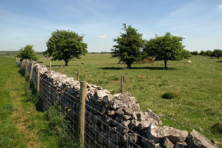 Hawthorns by the West Mendip Way, near Rodney Stoke