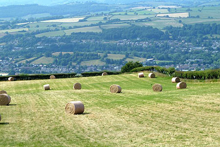 Hay field near Pen-y-wern, Powys