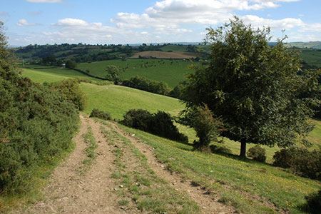 The Severn Way, near Aberhafesp, Powys